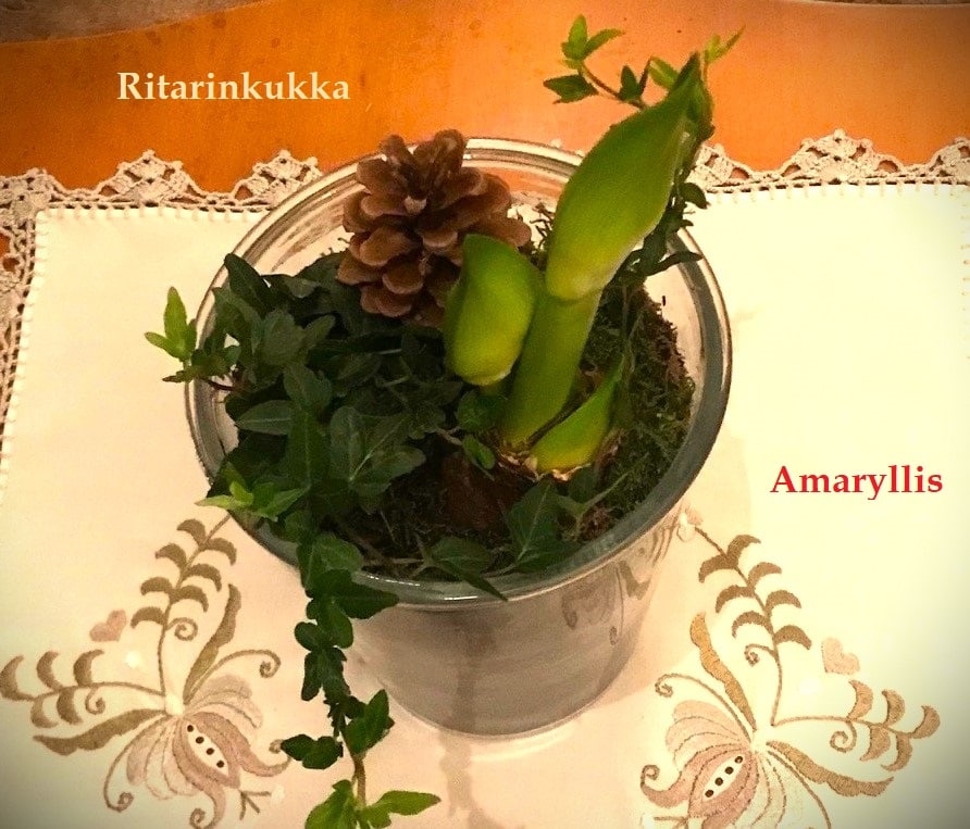 Amaryllis ritarinkukka 20221212